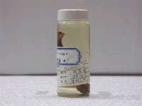 藏品(矮冠鳚)的圖片